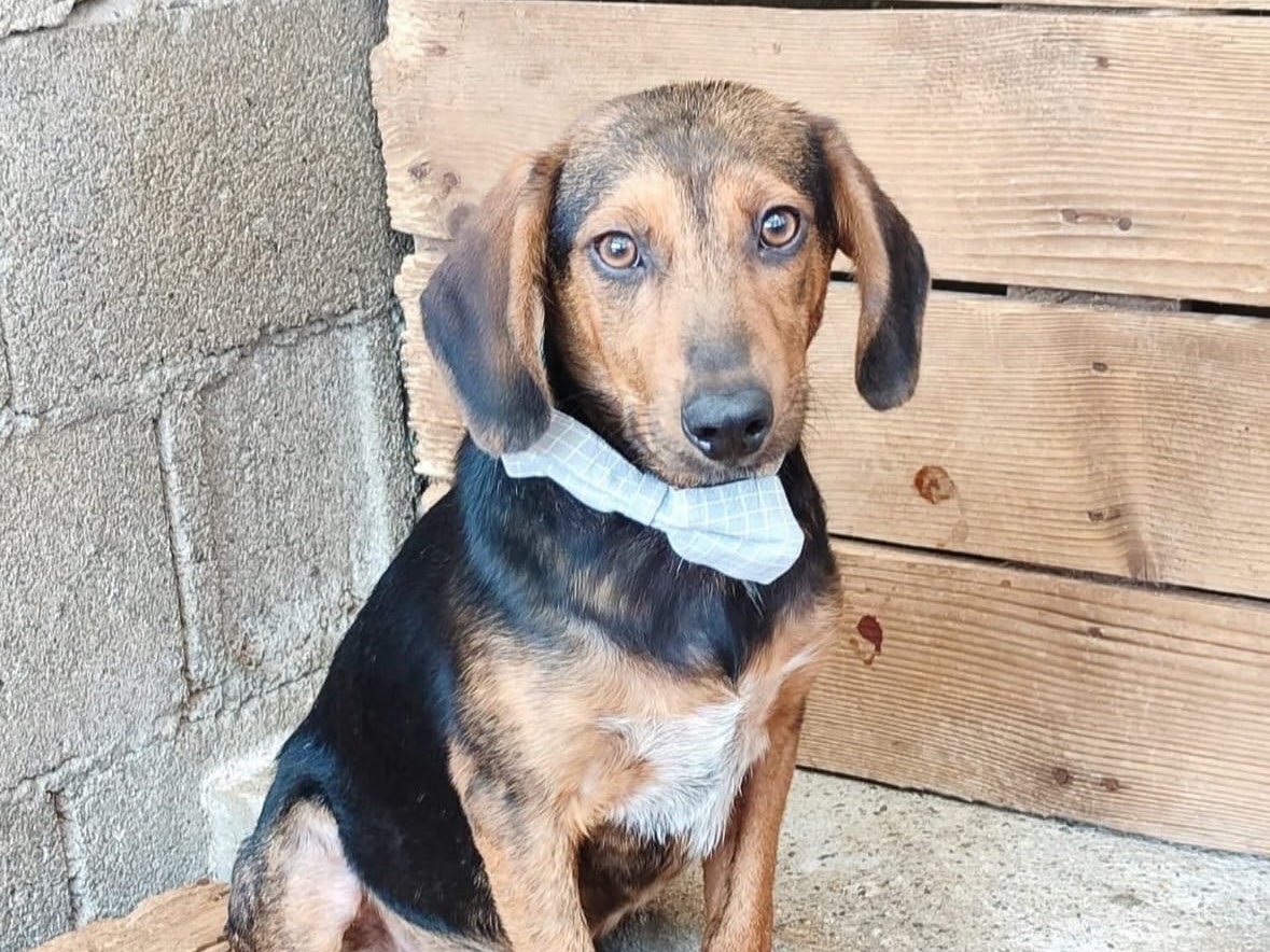 Adozione cane, maschio, Pinscher Segugio, 6 mesi, taglia piccola, Treviso