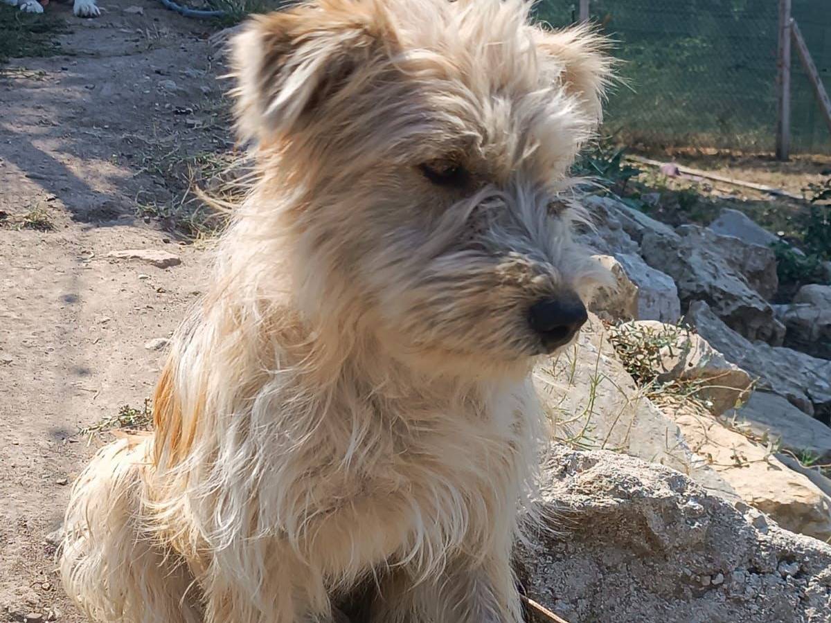 Foto 2 dell'animale