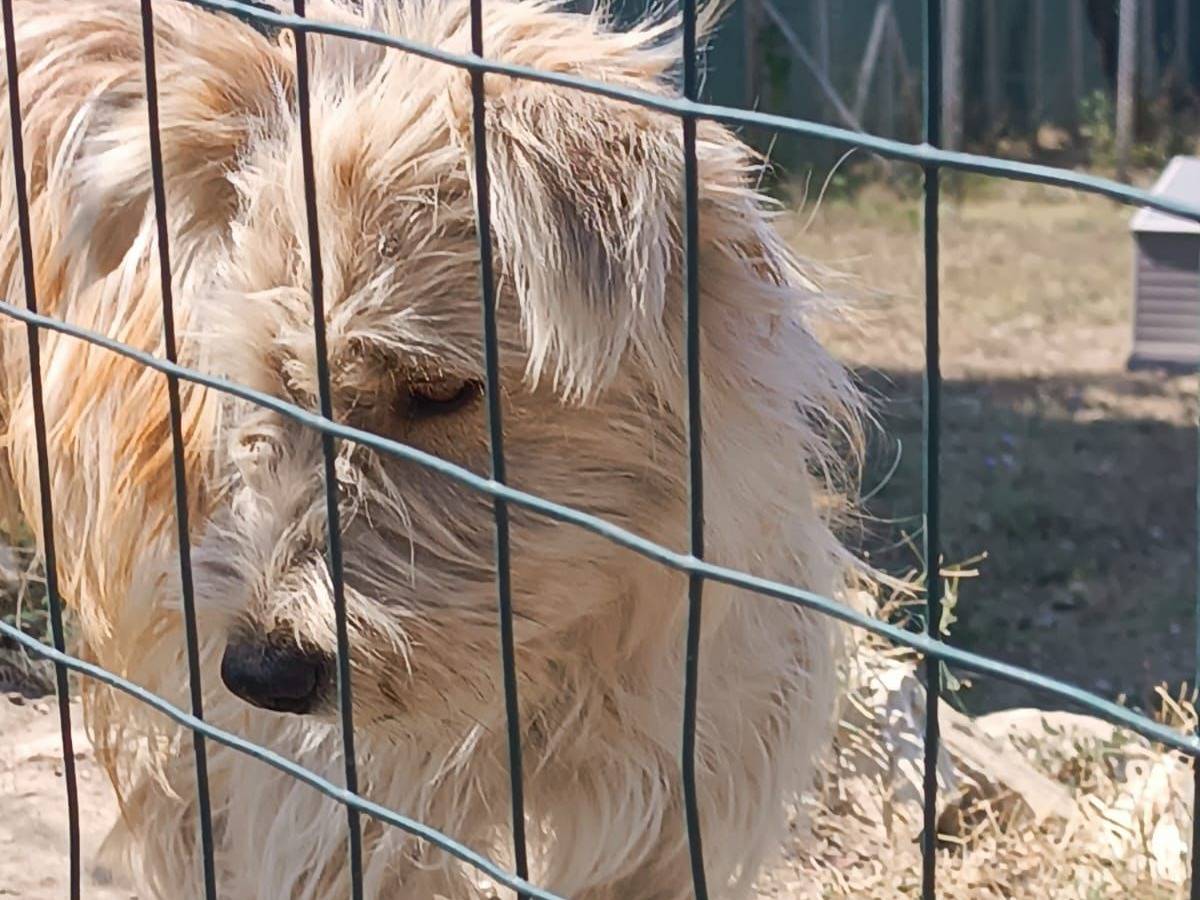 Vuoi adottare un cane a Avellino?