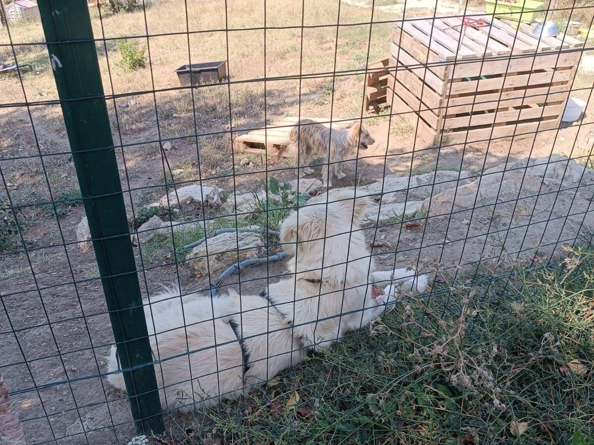 Adotta il cane Tobia a Avellino