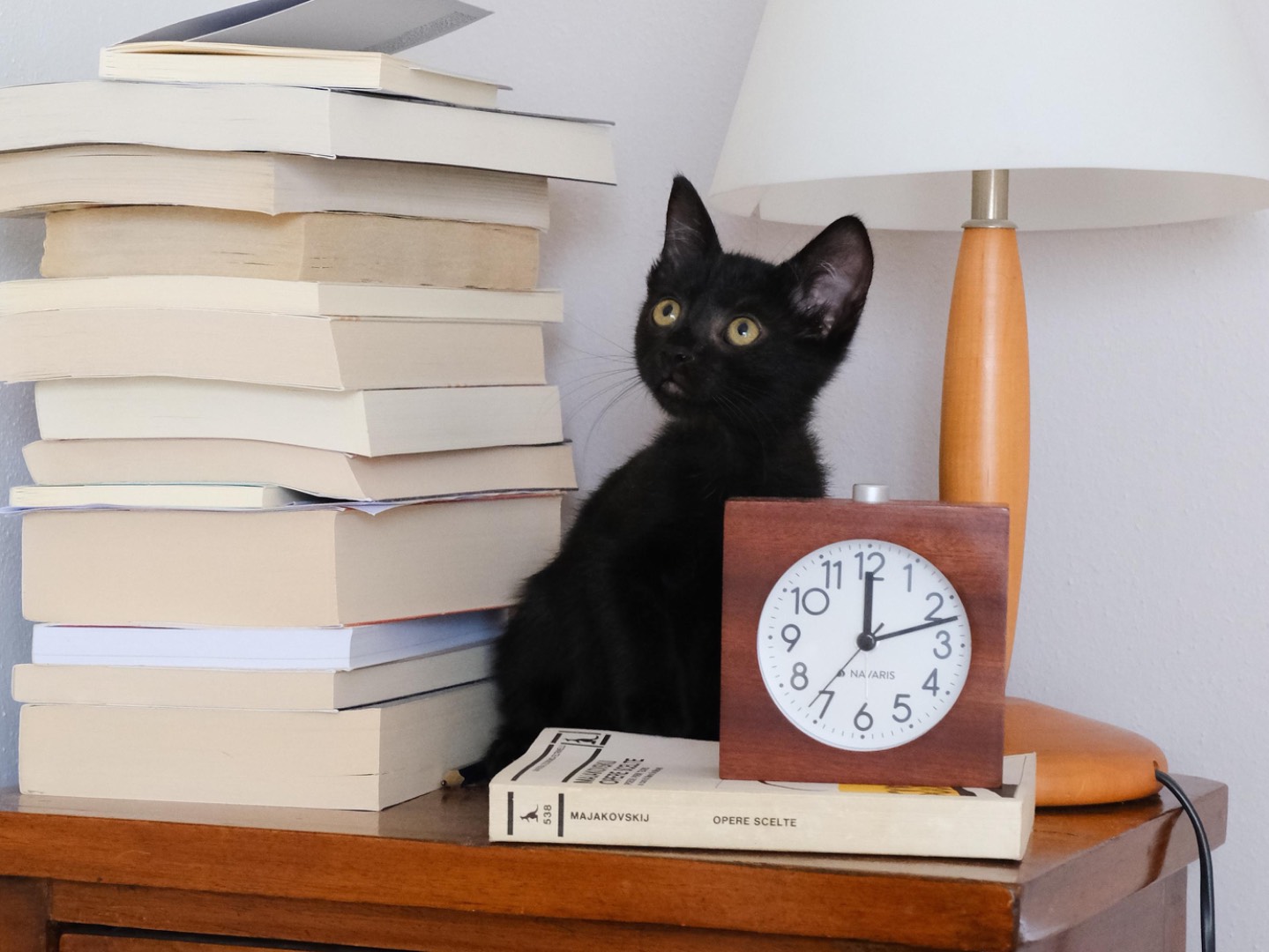 Adozione gatto, maschio, Razza sconosciuta Razza sconosciuta, 1 mesi, taglia non valida, Treviso