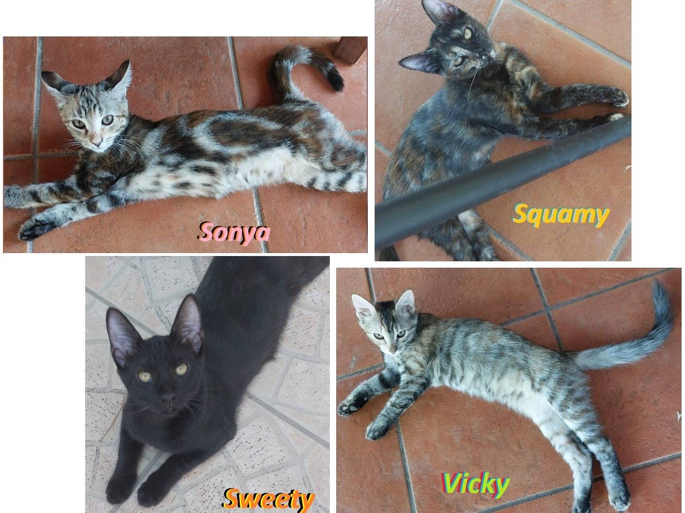 Adozione gatto, femmina, Razza sconosciuta Razza sconosciuta, 3 mesi, taglia non valida, Barletta