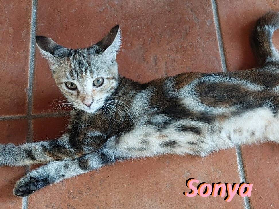 Adotta un gatto, femmina, 3 mesi, Barletta