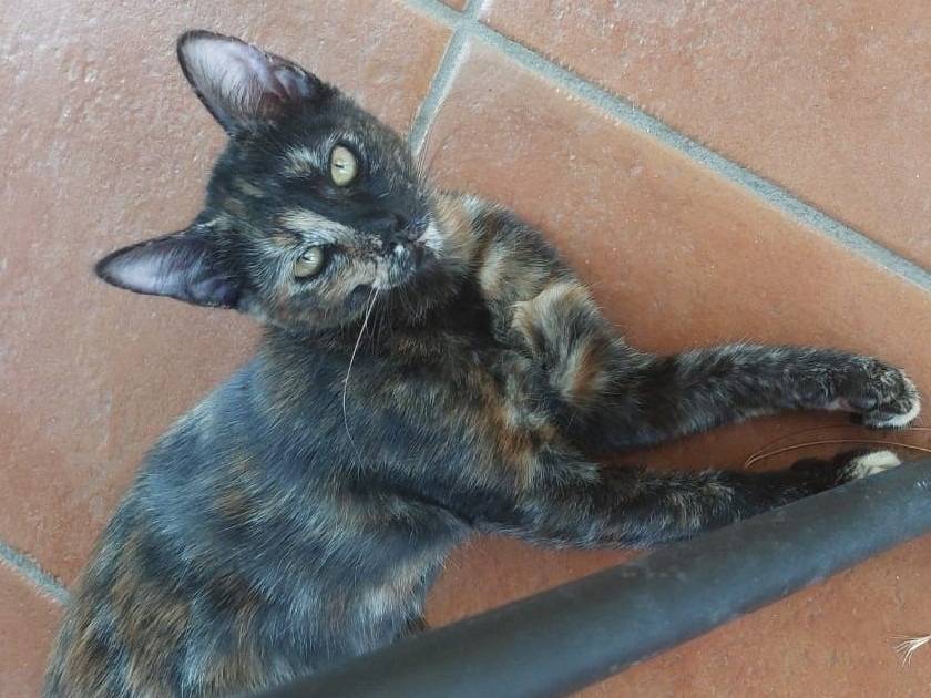 Adotta un gatto, taglia non valida, femmina, Barletta