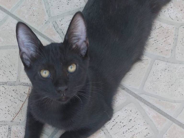 Vuoi adottare un gatto a Barletta?