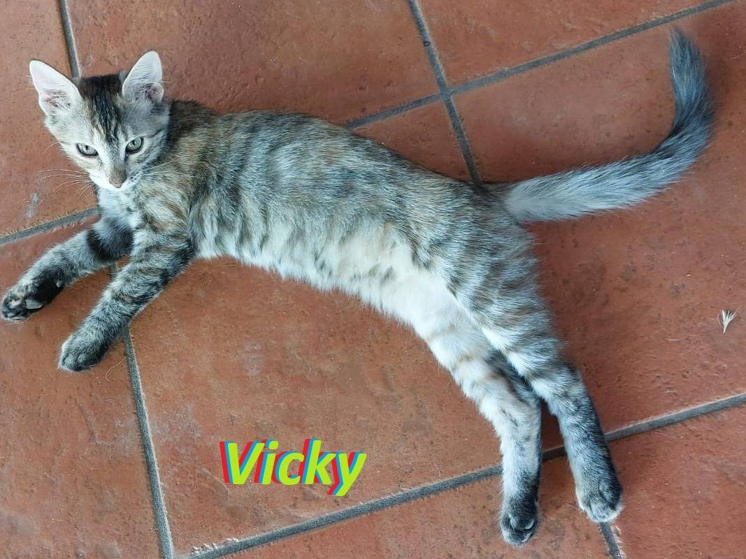 Adotta il gatto Sonya Sweety Squamy Vicky a Barletta
