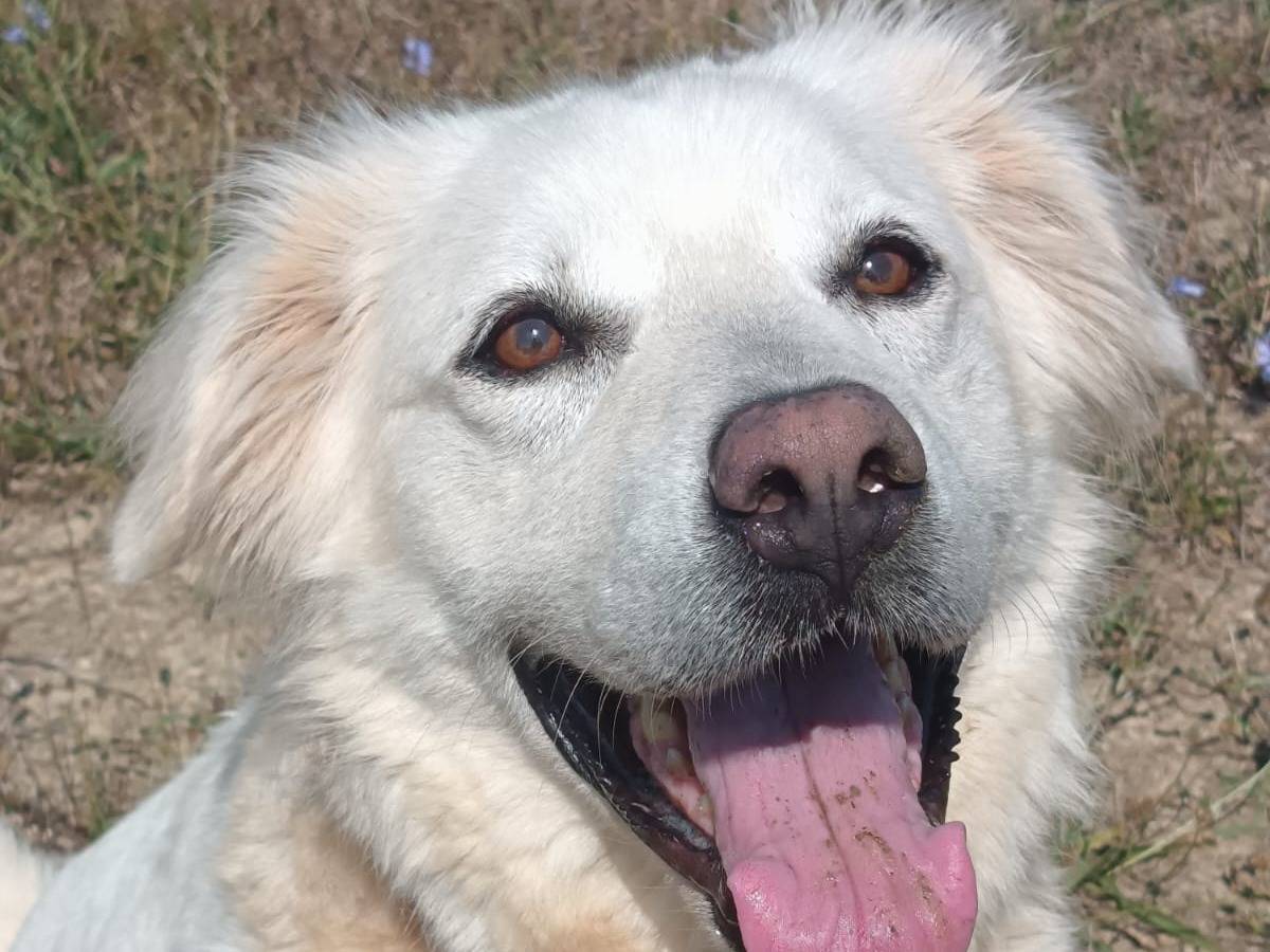 Adozione cane, femmina, Pastore maremmano Razza sconosciuta, 6 anni e 5 mesi, taglia grande, Pisa