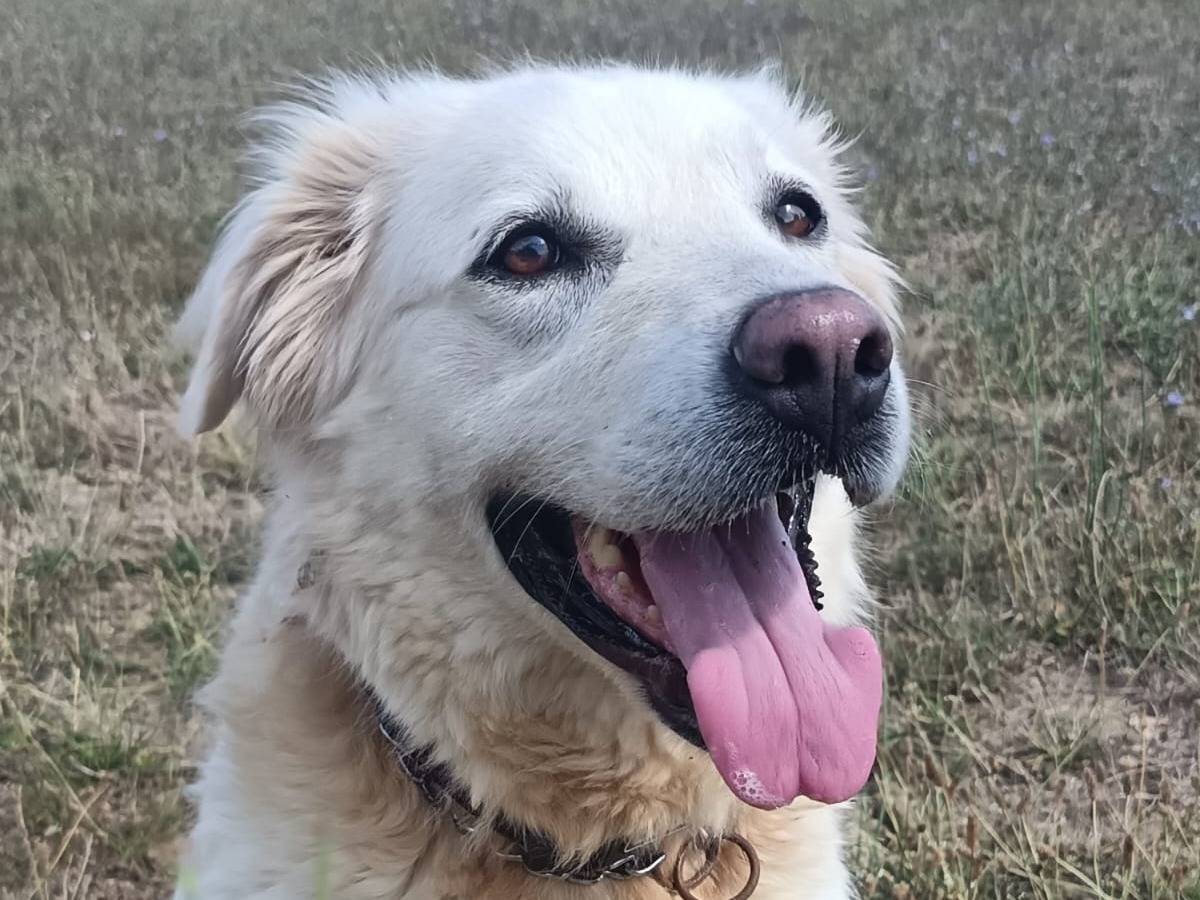 Adotta un cane, femmina, 6 anni e 5 mesi, Pisa