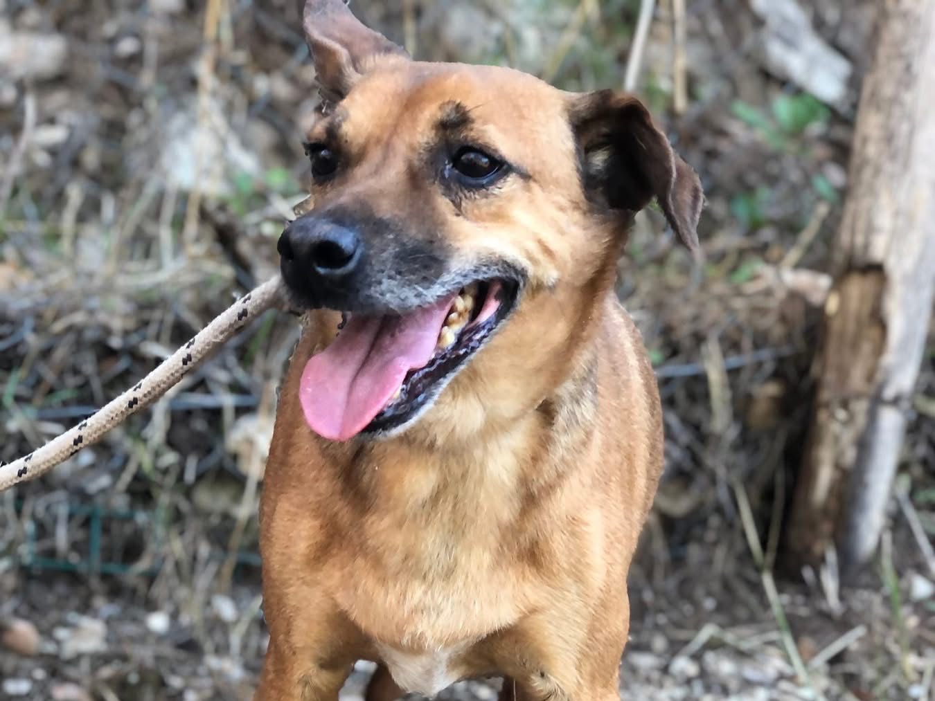 Adozione cane, maschio, Razza sconosciuta Razza sconosciuta, 5 anni e 3 mesi, taglia media contenuta, Latina