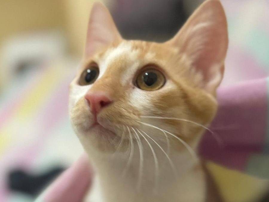 Adozione gatto, maschio, Razza sconosciuta Razza sconosciuta, 4 mesi, taglia non valida, Caserta