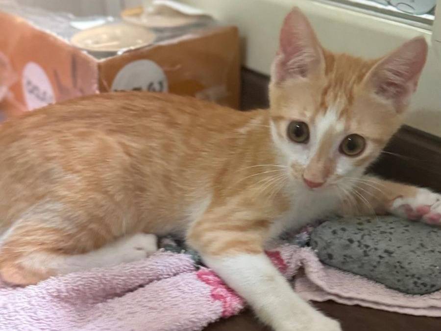 Adotta un gatto, maschio, 4 mesi, Caserta