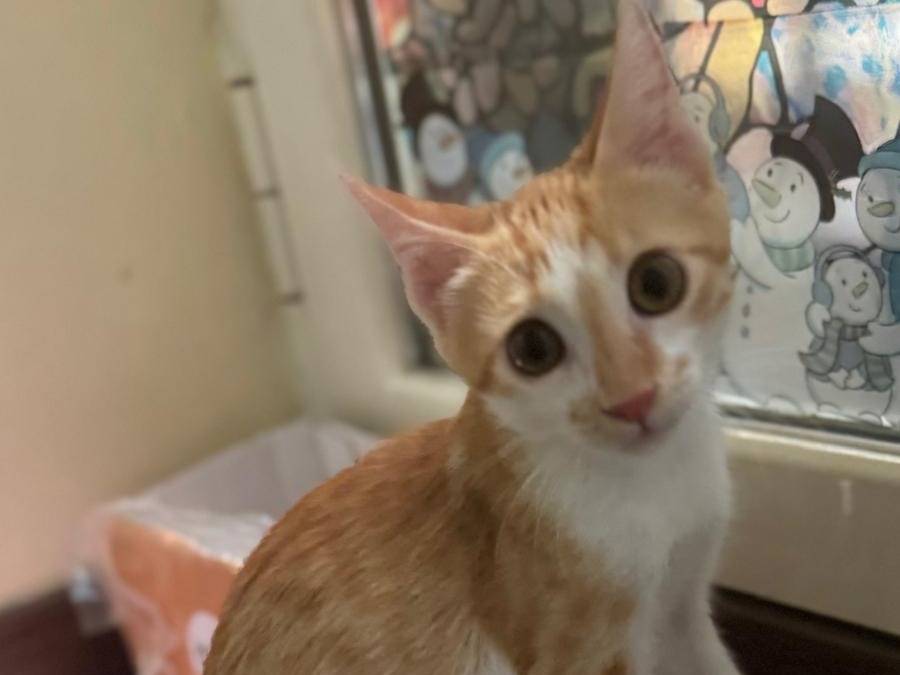 Adotta un gatto, taglia non valida, maschio, Caserta