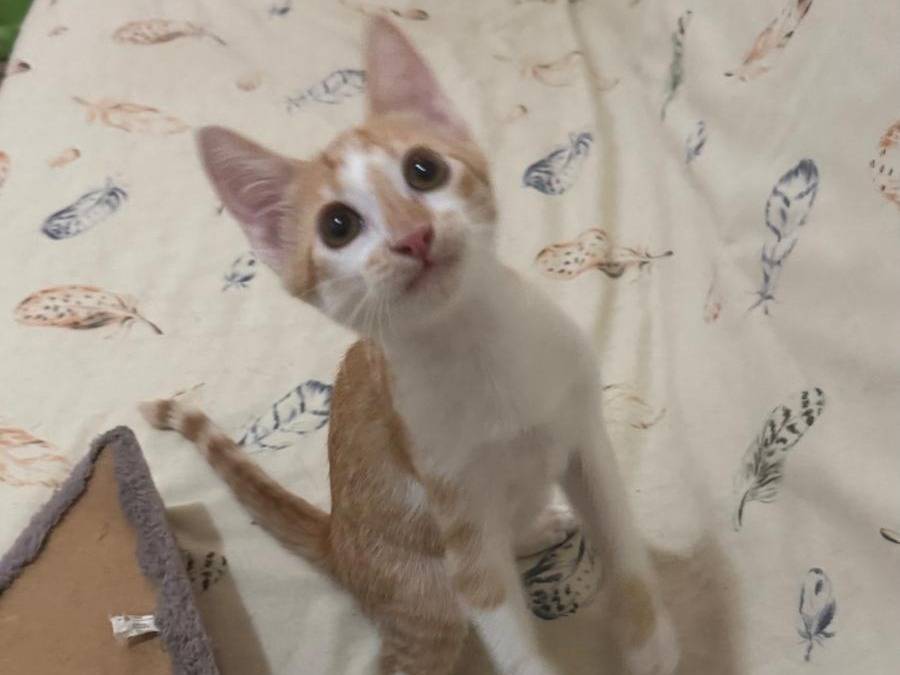 Vuoi adottare un gatto a Caserta?