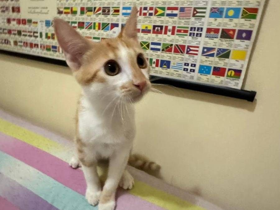 Adotta il gatto LUCIO a Caserta