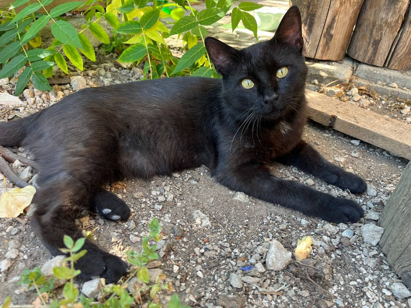 Adozione gatto, maschio, Razza sconosciuta Razza sconosciuta, 2 anni e 1 mese, taglia non valida, Caserta