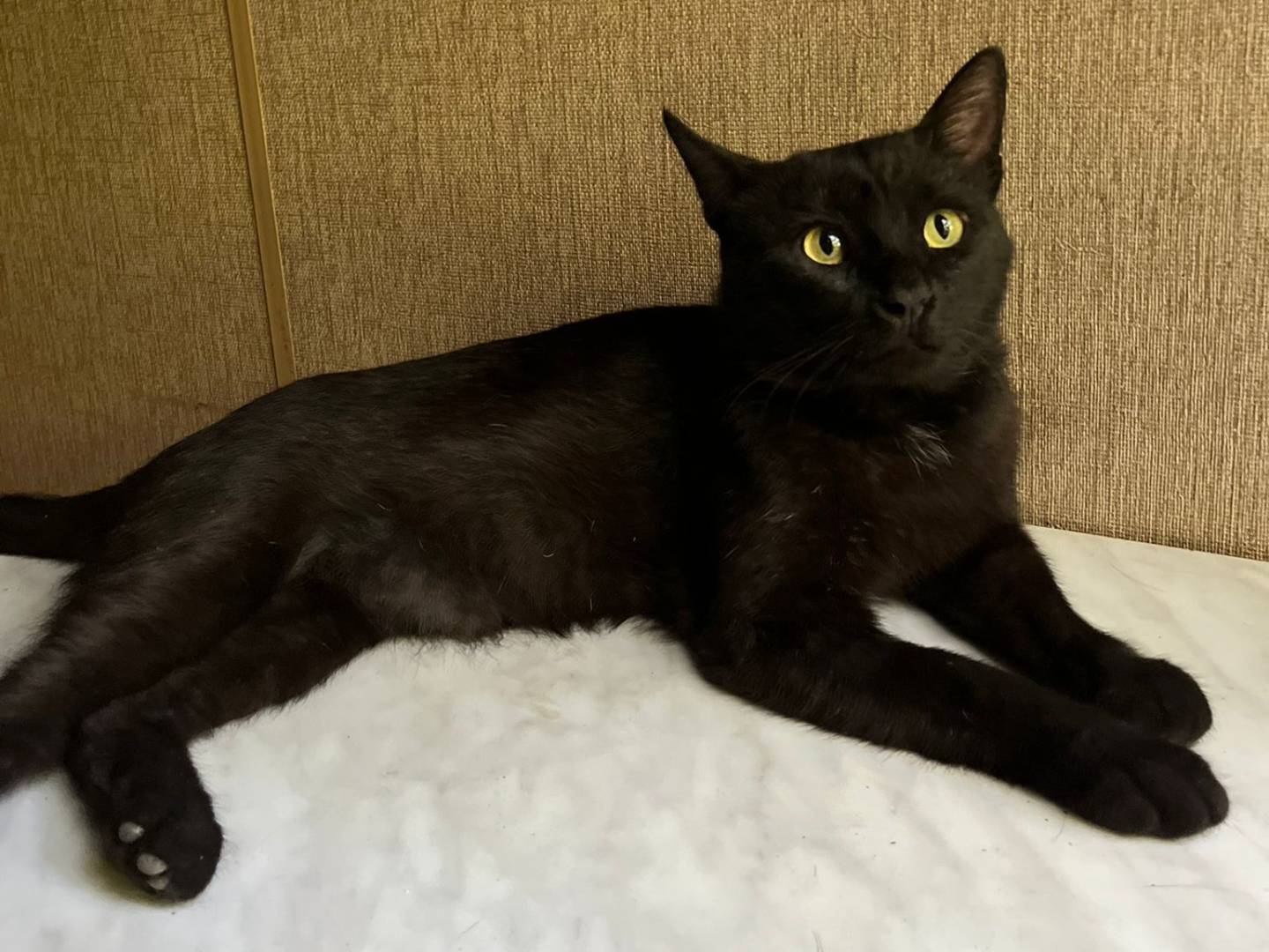 Adotta un gatto, maschio, 2 anni e 1 mese, Caserta