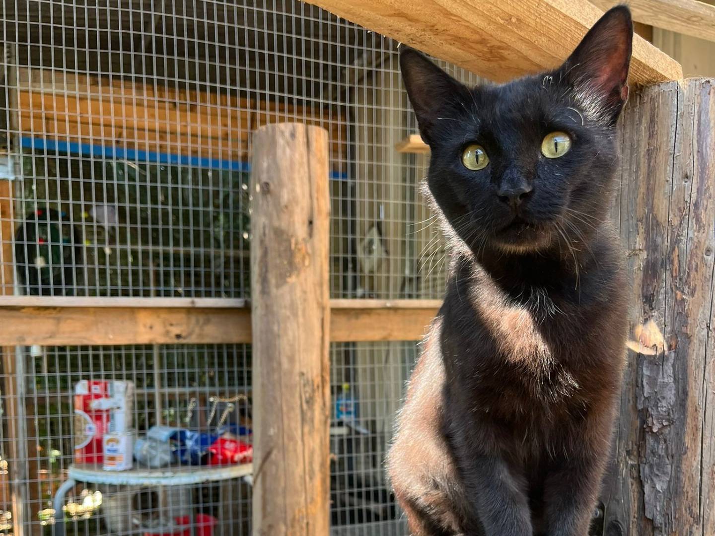 Adotta un gatto, taglia non valida, maschio, Caserta