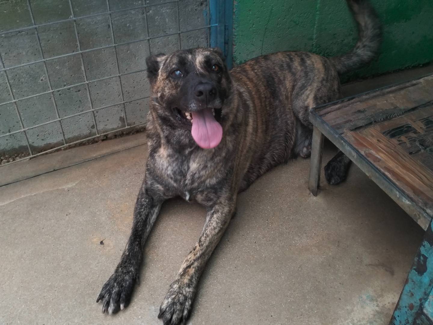 Adotta il cane POLDO  a Frosinone