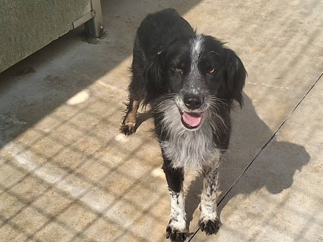 Vuoi adottare un cane a Frosinone?