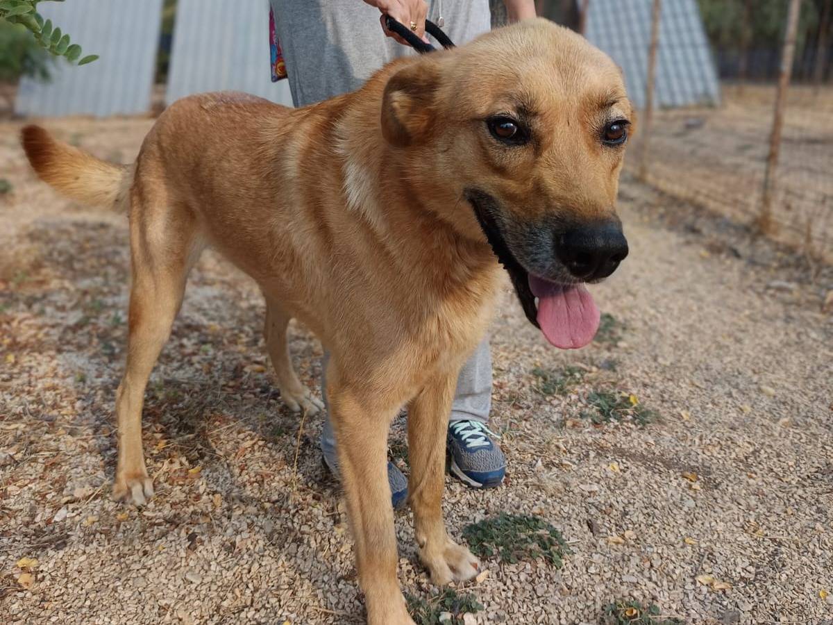 Adotta il cane Mika a Varese