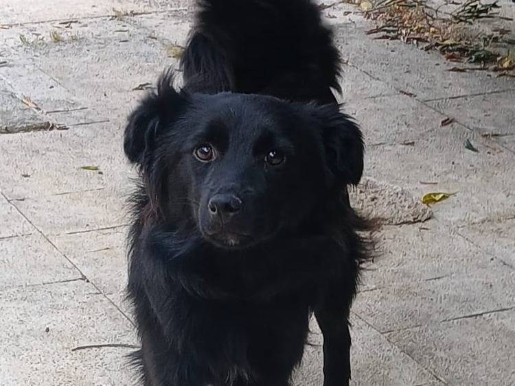 Adozione cane, maschio, Razza sconosciuta Razza sconosciuta, 11 mesi, taglia piccola, Bari