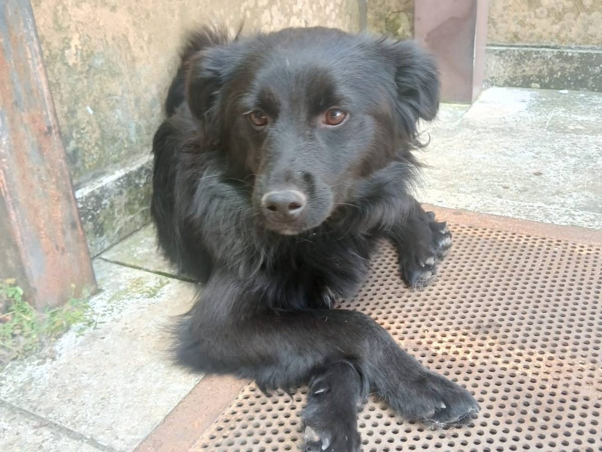 Vuoi adottare un cane a Bari?