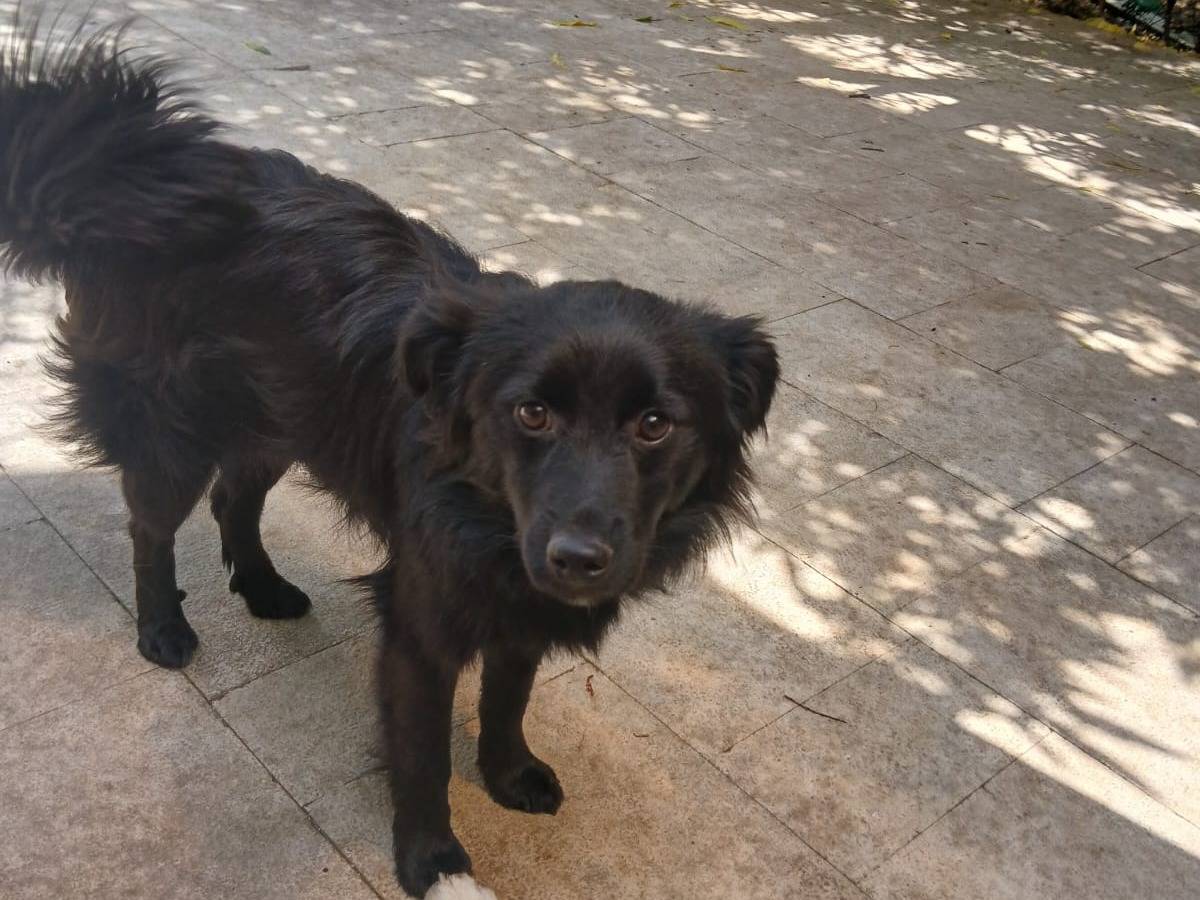 Adotta il cane Oliver a Bari