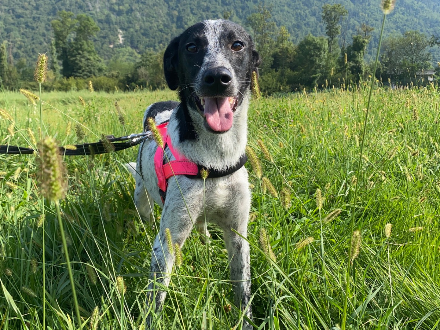 Adozione cane, maschio, Razza sconosciuta Razza sconosciuta, 5 mesi, taglia media contenuta, Varese