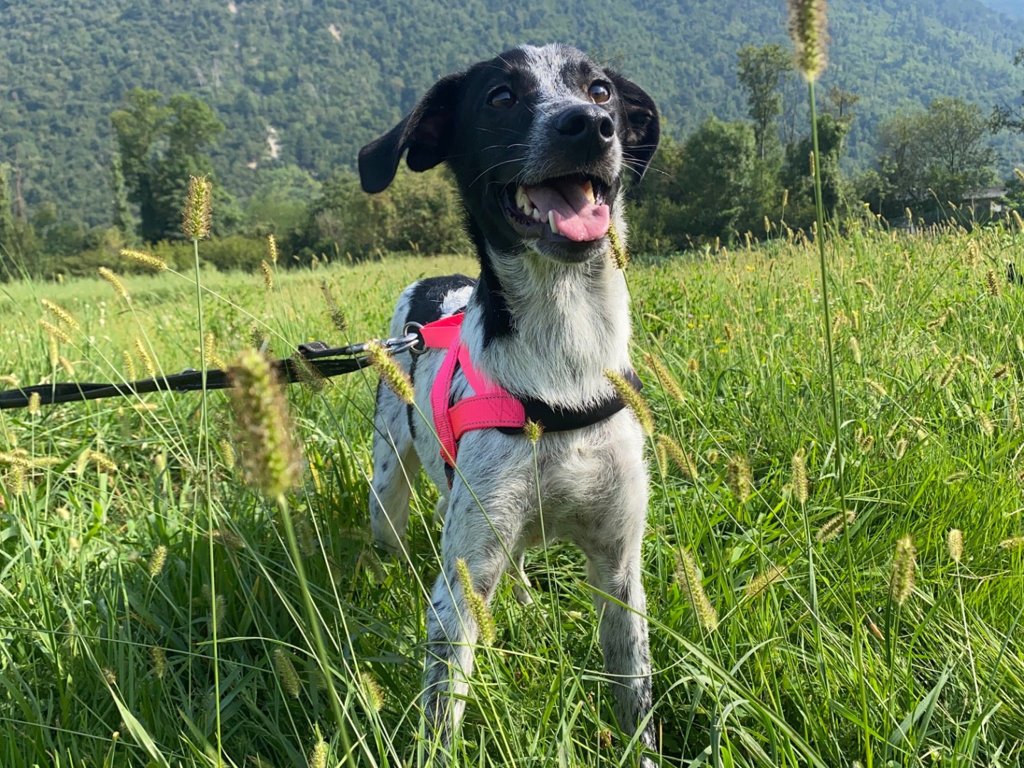 Adotta un cane, maschio, 5 mesi, Varese