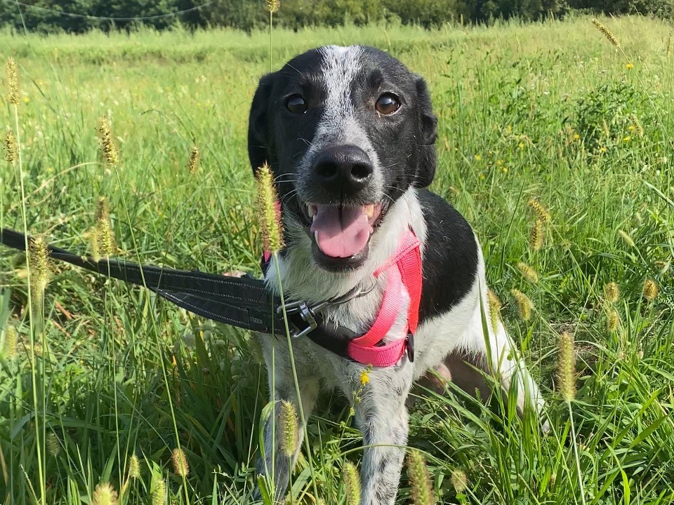 Adotta un cane, taglia media contenuta, maschio, Varese