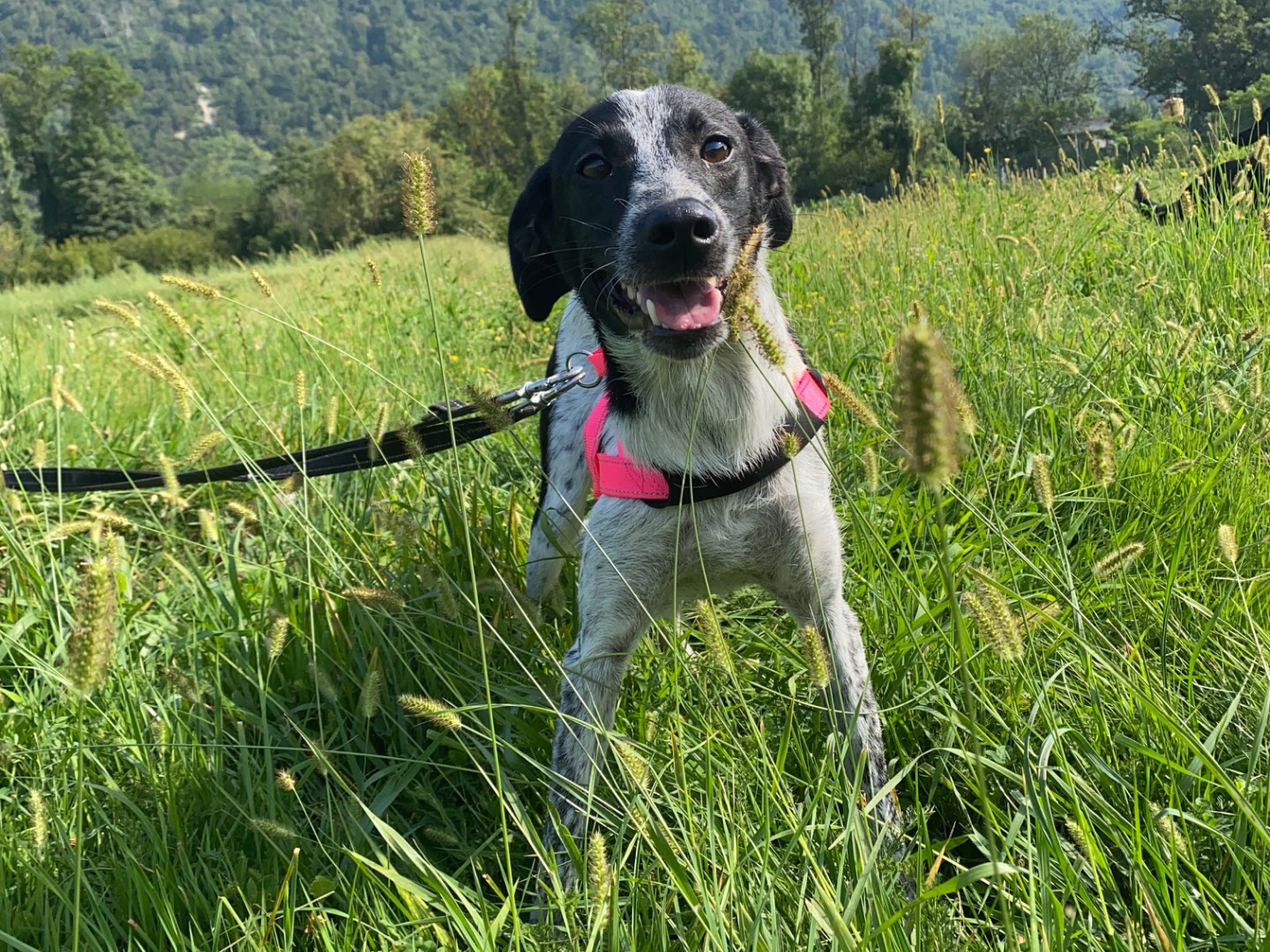 Vuoi adottare un cane a Varese?