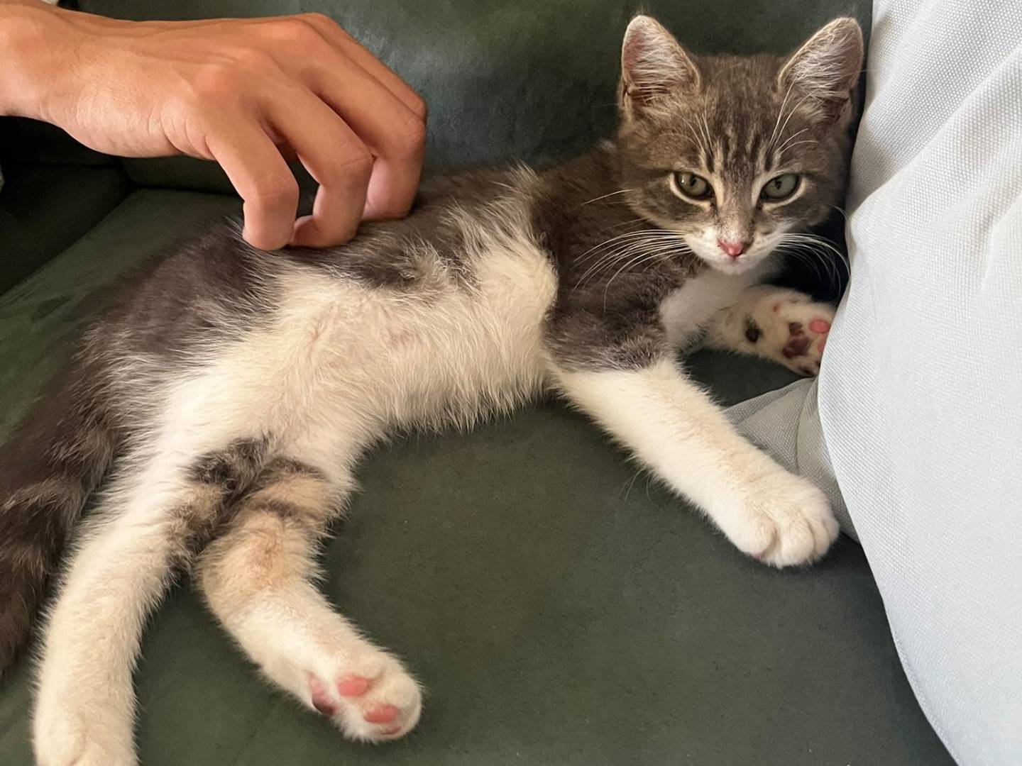 Adozione gatto, maschio, Razza sconosciuta Razza sconosciuta, 1 mesi, taglia non valida, Salerno