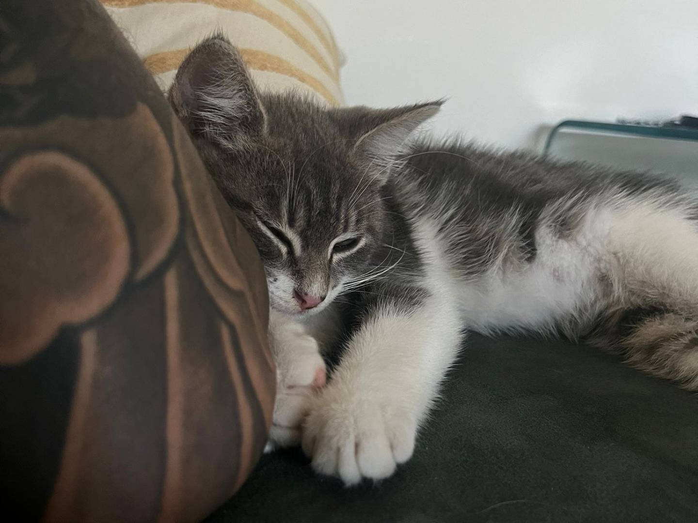 Adotta un gatto, maschio, 1 mesi, Salerno