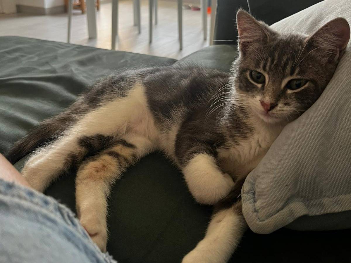 Adotta un gatto, taglia non valida, maschio, Salerno