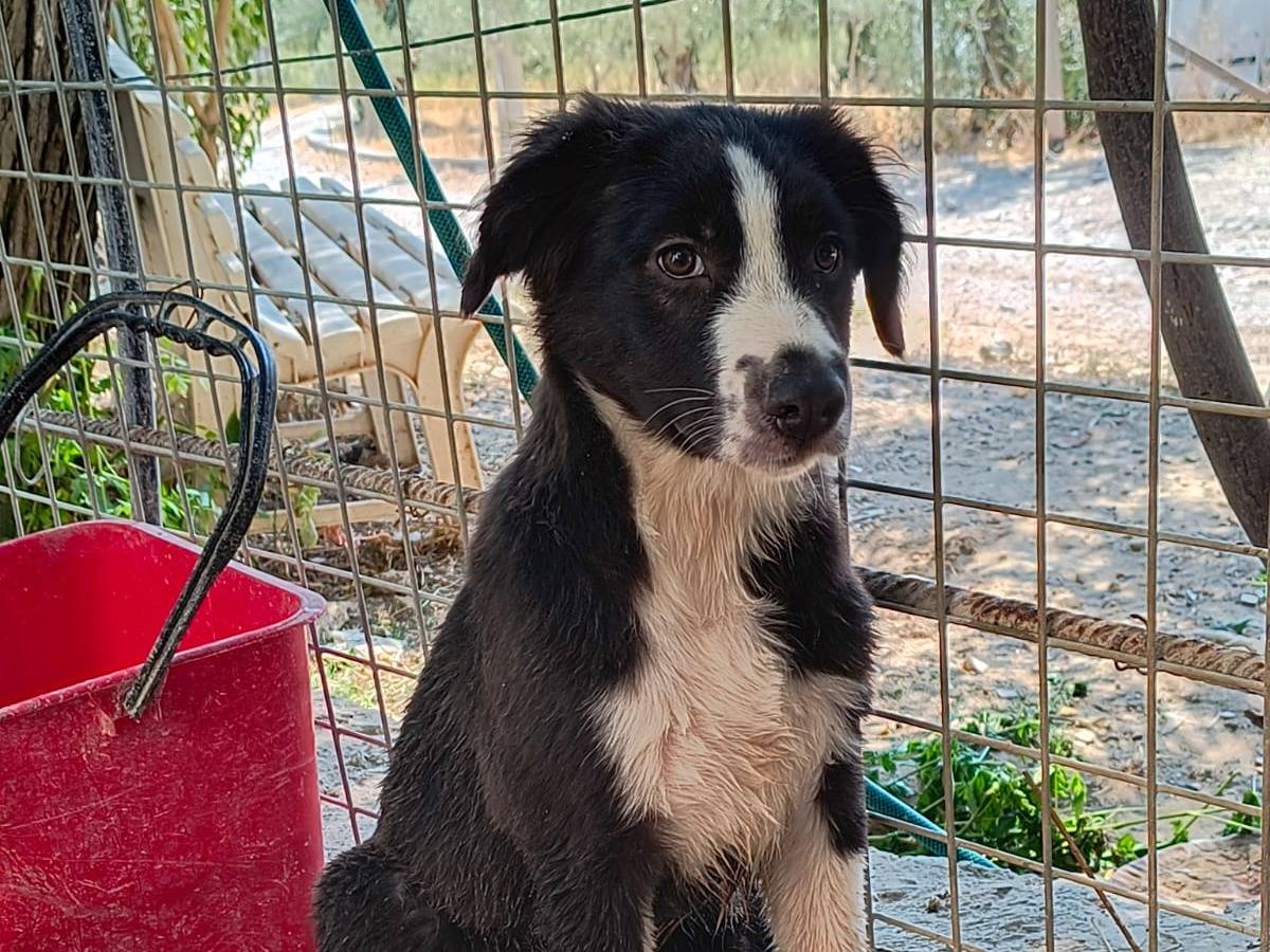 Adotta un cane, femmina, 3 mesi, Crotone