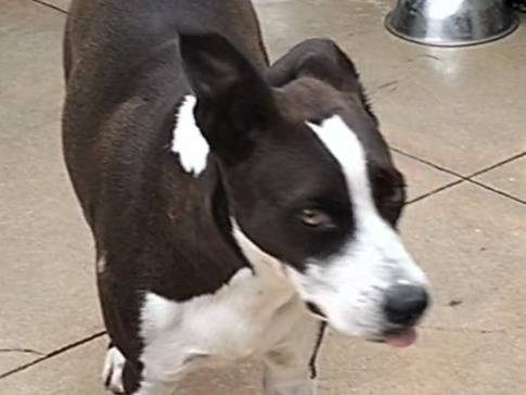 Vuoi adottare un cane a Frosinone?