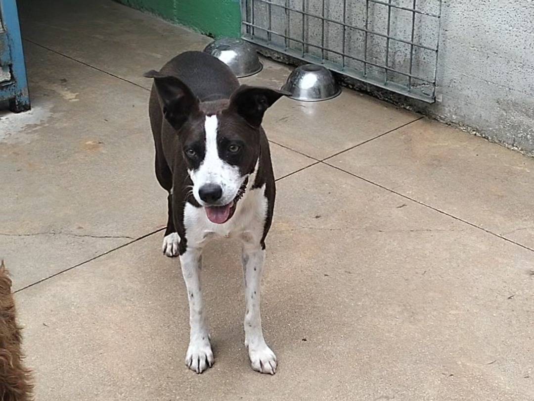 Adotta il cane BELLA  a Frosinone