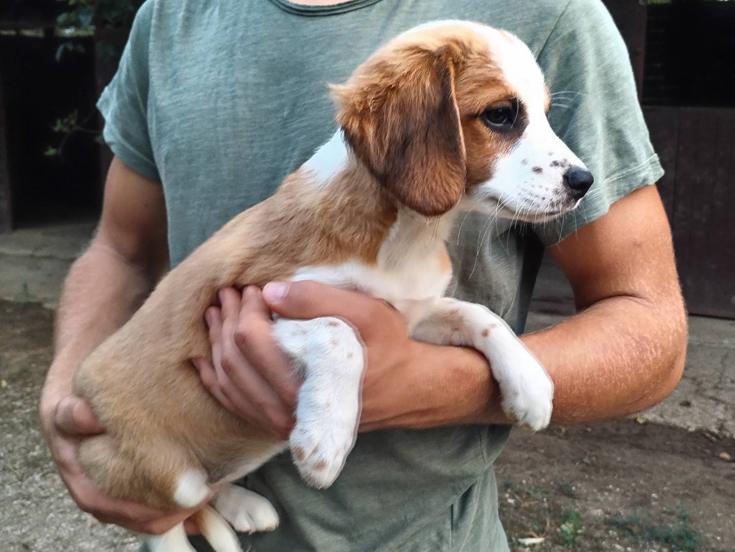 Adozione cane, femmina, Razza sconosciuta Razza sconosciuta, 3 mesi, taglia media contenuta, Viterbo