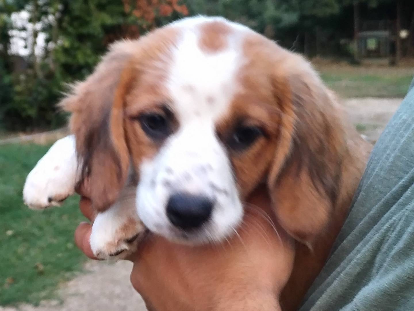 Adotta un cane, femmina, 3 mesi, Viterbo