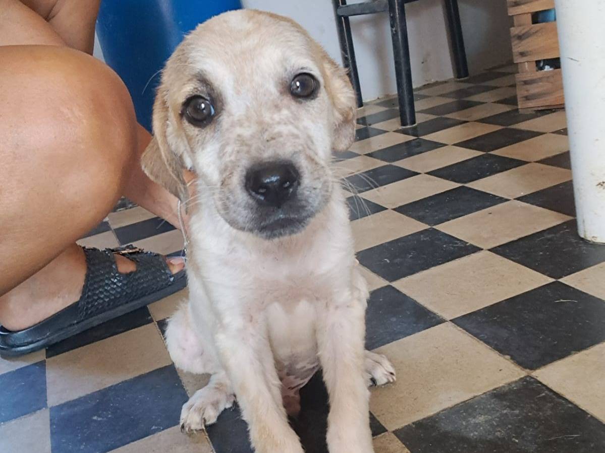 Adozione cane, femmina, Razza sconosciuta Razza sconosciuta, 1 mesi, taglia media, Venezia