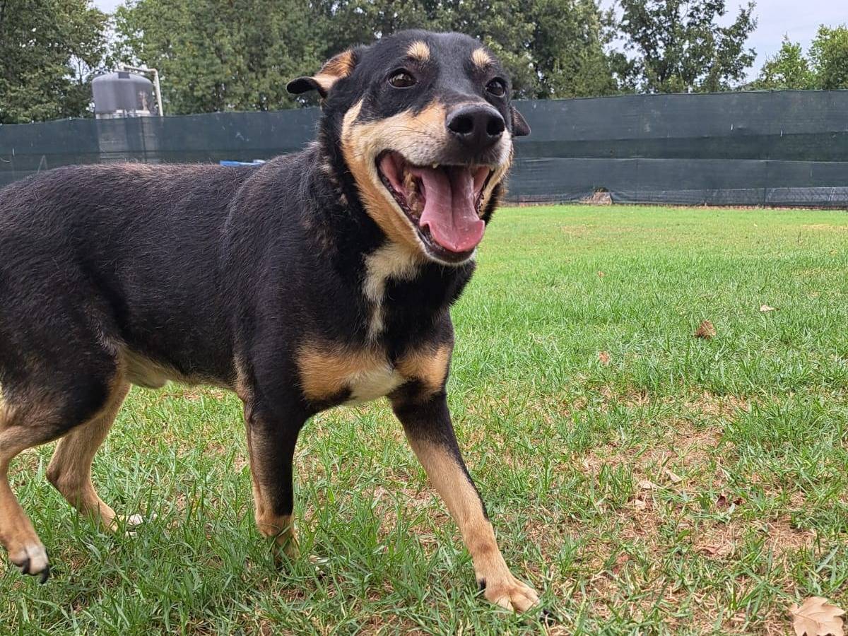 Adozione cane, maschio, Razza sconosciuta Razza sconosciuta, 9 anni e 3 mesi, taglia media, Frosinone