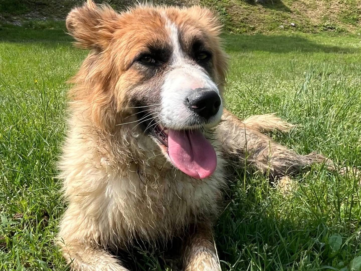 Adotta il cane Greta a Frosinone