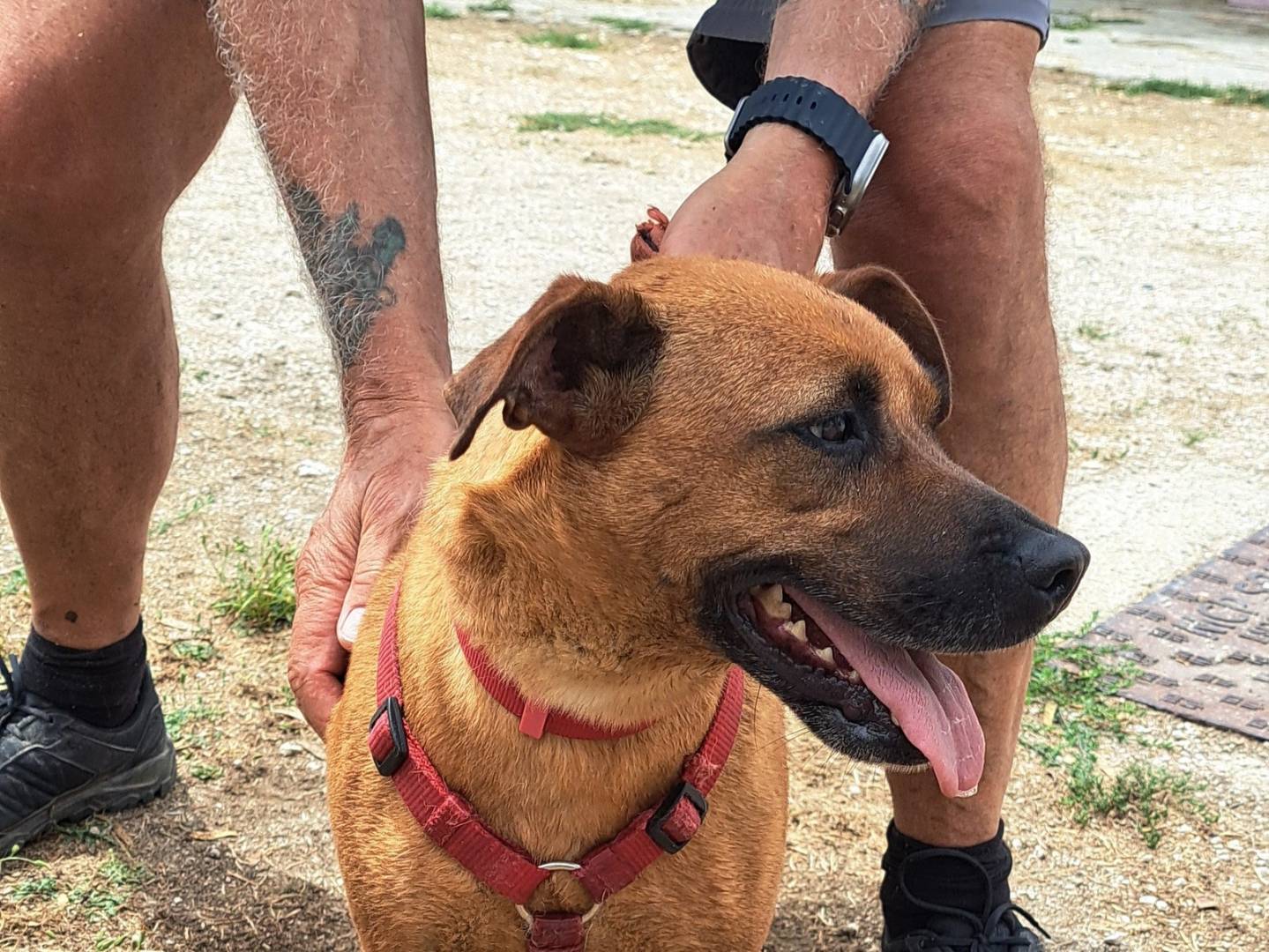 Adozione cane, femmina, Razza sconosciuta Razza sconosciuta, 4 anni e 3 mesi, taglia piccola, Caserta