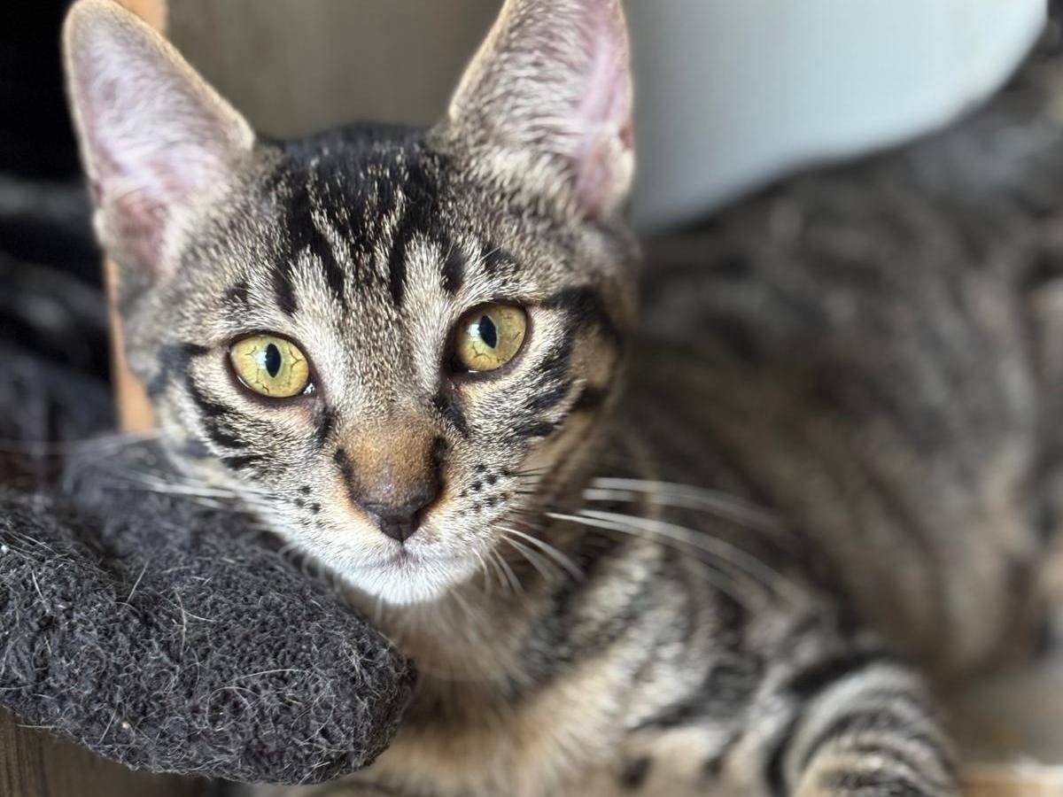 Adozione gatto, femmina, Razza sconosciuta Razza sconosciuta, 4 mesi, taglia non valida, Pisa