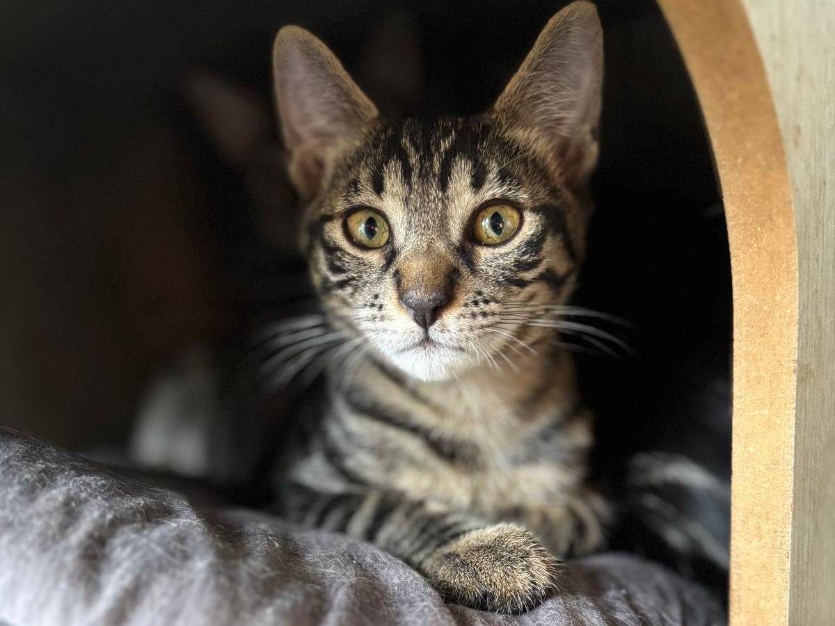 Adotta un gatto, femmina, 4 mesi, Pisa