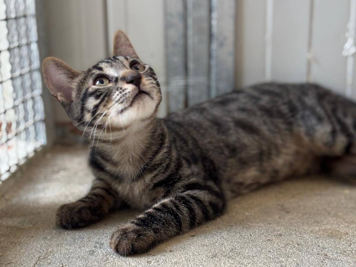 Adotta un gatto, taglia non valida, femmina, Pisa