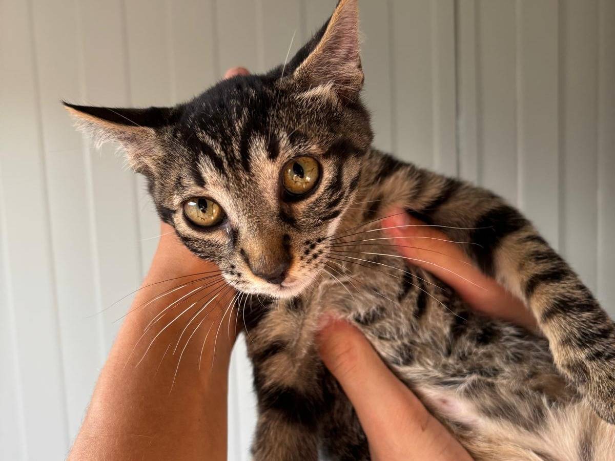Vuoi adottare un gatto a Pisa?