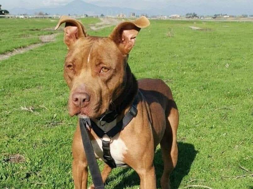 Adozione cane, maschio, Pitbull Razza sconosciuta, 6 anni e 6 mesi, taglia media, Caserta