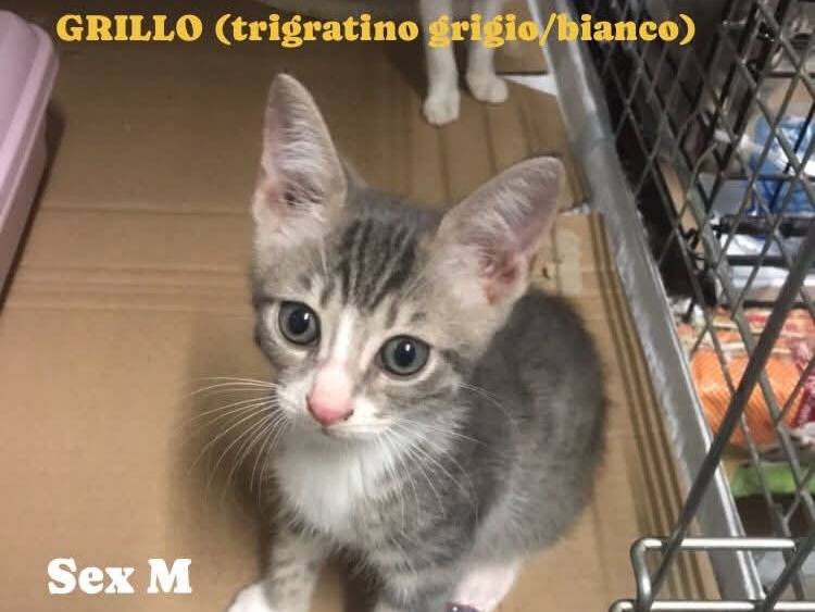 Foto 1 dell'animale