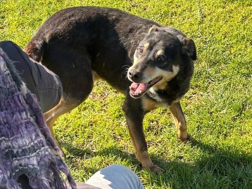 Adotta un cane, maschio, 9 anni e 3 mesi, Frosinone